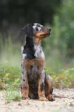 BEAUCERON - PUPPIES 095